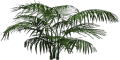 Mgtxd palm.png