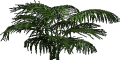 Mgtxd palm 1555.png