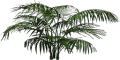 Mgtxd palm 4444.png