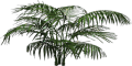 Mgtxd palm dxt4.png